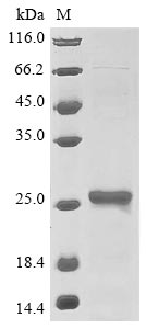 Greater than 85% as determined by SDS-PAGE.