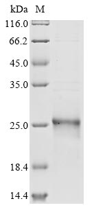 Greater than 90% as determined by SDS-PAGE.Recombinant Human Phospholipid Hydroperoxide Glutathione Peroxidase (GPX4) Protein (His)