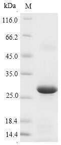 Greater than 90% as determined by SDS-PAGE.