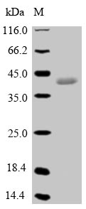 Greater than 90% as determined by SDS-PAGE.Recombinant Pig Epididymal Secretory Glutathione Peroxidase (GPX5) Protein (His-SUMO&Myc)
