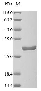 Greater than 90% as determined by SDS-PAGE.Recombinant Mouse Glutathione Peroxidase 7 (GPX7) Protein (His&MYC)