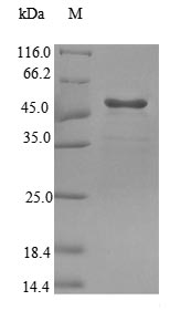Greater than 90% as determined by SDS-PAGE.Recombinant Mouse Glyoxylate Reductase/Hydroxypyruvate Reductase (GRHPR) Protein (His-SUMO)