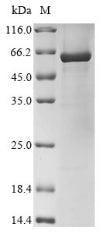 Greater than 85% as determined by SDS-PAGE.Recombinant Human Glutamate Receptor 2 (GRIA2) Protein (His&Myc)
