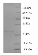 Greater than 90% as determined by SDS-PAGE.Recombinant Human Glutamate Receptor 3 (GRIA3) Protein (His-SUMO)