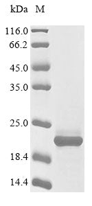 Greater than 85% as determined by SDS-PAGE.Recombinant Human Glutamate Receptor Ionotropic, Nmda 1 (GRIN1) Protein (His)