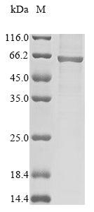 Greater than 85% as determined by SDS-PAGE.Recombinant Human Glutamate [Nmda] Receptor Subunit Zeta-1 (GRIN1) Protein (His)