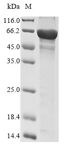 Greater than 85% as determined by SDS-PAGE.Recombinant Human Metabotropic Glutamate Receptor 5 (GRM5) Protein (His&Myc)