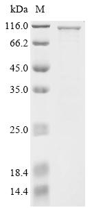 Greater than 85% as determined by SDS-PAGE.
