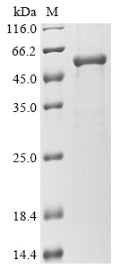 Greater than 85% as determined by SDS-PAGE.Recombinant Human Gasdermin-D (GSDMD) Protein (His)