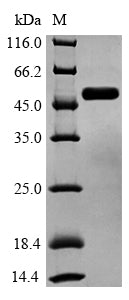 Greater than 90% as determined by SDS-PAGE.
