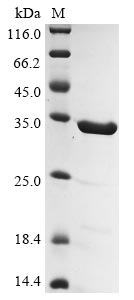 Greater than 90% as determined by SDS-PAGE.Recombinant Human Gelsolin (GSN) Protein (His)