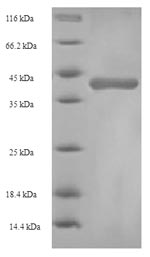 Greater than 90% as determined by SDS-PAGE.