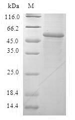 Greater than 90% as determined by SDS-PAGE.