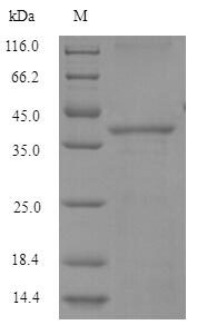 Greater than 90% as determined by SDS-PAGE.
