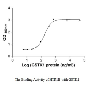 Activity Measured by its binding ability in a functional ELISA. Immobilized HTR1B at 5 μg/ml can bind human GSTK1, the EC 50 of human GSTK1 protein is 159.40-218.50 ng/ml.Recombinant Human Glutathione S-Transferase Kappa 1 (GSTK1) Protein (GST), Active