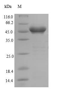 Greater than 90% as determined by SDS-PAGE.Recombinant Human Glutathione S-Transferase Kappa 1 (GSTK1) Protein (GST), Active