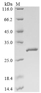 Greater than 90% as determined by SDS-PAGE.Recombinant Mouse Glutathione S-Transferase Mu 1 (GSTM1) Protein (His)
