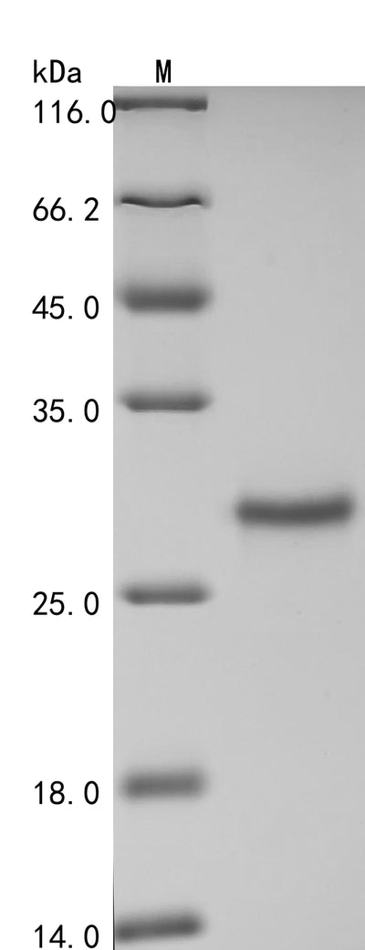 Greater than 90% as determined by SDS-PAGE.