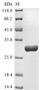 Greater than 90% as determined by SDS-PAGE.