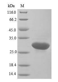Greater than 90% as determined by SDS-PAGE.Recombinant Human Glutathione S-Transferase P (GSTP1) Protein (His)