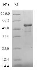 Greater than 90% as determined by SDS-PAGE.Recombinant Human Maleylacetoacetate Isomerase (GSTZ1) Protein (GST)