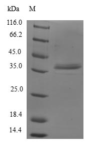Greater than 90% as determined by SDS-PAGE.