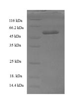Greater than 90% as determined by SDS-PAGE.