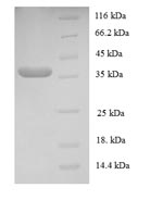 Greater than 90% as determined by SDS-PAGE.