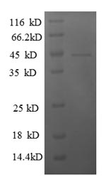 Greater than 90% as determined by SDS-PAGE.