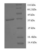 Greater than 90% as determined by SDS-PAGE.