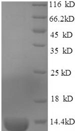 Greater than 90% as determined by SDS-PAGE.