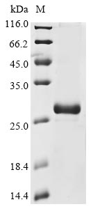 Greater than 85% as determined by SDS-PAGE.Recombinant Human Guanylate Cyclase Soluble Subunit Alpha-2 (GUCY1A2) Protein (His)