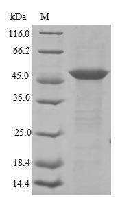 Greater than 85% as determined by SDS-PAGE.