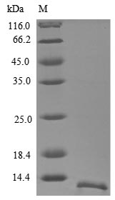 Greater than 90% as determined by SDS-PAGE.Recombinant Human Glycophorin (GYPA) Protein (His)