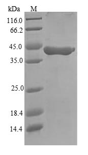 Greater than 90% as determined by SDS-PAGE.Recombinant Mouse Granzyme A (GZMA) Protein (His-B2M)