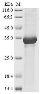 Greater than 90% as determined by SDS-PAGE.Recombinant Mouse Granzyme A (GZMA) Protein (His)