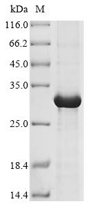 Greater than 90% as determined by SDS-PAGE.Recombinant Human Granzyme K (GZMK) Protein (His)