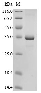 Greater than 85% as determined by SDS-PAGE.Recombinant Mouse Granzyme K (GZMK) Protein (His&Myc)