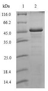 Greater than 90% as determined by SDS-PAGE.