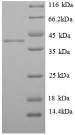 Greater than 90% as determined by SDS-PAGE.