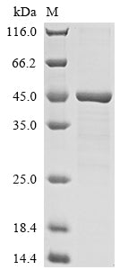 Greater than 85% as determined by SDS-PAGE.