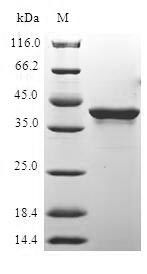 Greater than 90% as determined by SDS-PAGE.