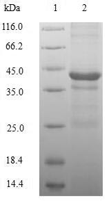 Greater than 90% as determined by SDS-PAGE.