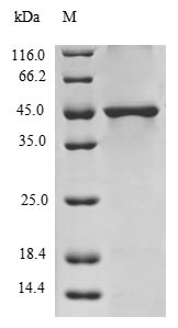 Greater than 90% as determined by SDS-PAGE.Recombinant Human Histone H3.3 (H3F3A) Protein (GST)