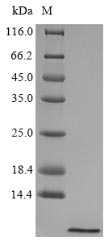 Greater than 90% as determined by SDS-PAGE.Recombinant Larimichthys Crocea Hepcidin (HAMP)