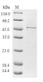 Greater than 90% as determined by SDS-PAGE.