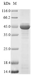 Greater than 85% as determined by SDS-PAGE.Recombinant Human Hyaluronan And Proteoglycan Link Protein 1 (HAPLN1) Protein (His)