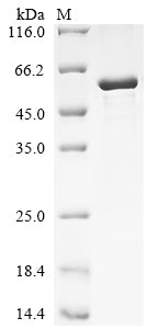 Greater than 85% as determined by SDS-PAGE.