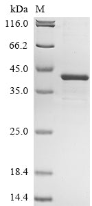 Greater than 85% as determined by SDS-PAGE.