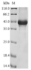 Greater than 85% as determined by SDS-PAGE.Recombinant Mouse Hyaluronan And Proteoglycan Link Protein 3 (HAPLN3) Protein (His&Myc)